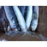 Supply Mullet thumbnail-2