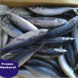 Hot sale Frozen Pacific mackerel fish on sale frozen mackerel price,frozen jack mackerel