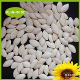 Pumpkin Seeds Shine Skin thumbnail-2