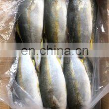 Frozen Yellow Tail Fish Yellowtail Fillet Yellowtail Fish Loin Seriola Quinqueradiata thumbnail-4