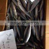 Frozen Sardine 100-150g thumbnail-2