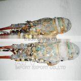 Whole Lobster Vietnam Frozen (Panuliru Ornatus)