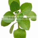 Pure Oregano Oil thumbnail-1