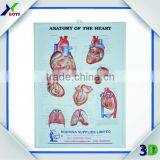 Human Body Anatomy 3d Wall Poster/embossed Cubic Medical Poster