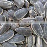 Chinese Sunflower Seeds With Best Price