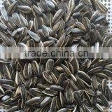 Supplying Chinese Roasted Original Flavor Sunflower Seeds With Good Quality For Sales