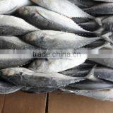 Frozen Horse Mackerel Whole Round thumbnail-2