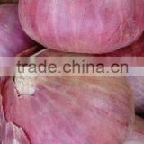 2016 Pakistan New Crop Non-Peeled Fresh Red Onion