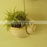 Apple Snail Air Plant Pot thumbnail-2