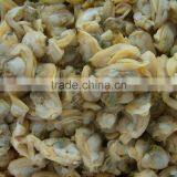 High Quality Frozen Cooked Short Necked Clam Meat thumbnail-3