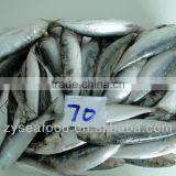 Sardinops Melanosticta Frozen Sardine Fish thumbnail-2