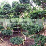 Carmona Microphylla Field thumbnail-1