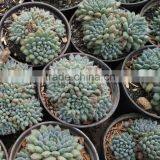 Echeveria Setosa Deminuta, Decorative Plants Echeveria, Succulent Plants, Tropical thumbnail-2