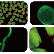 Scientific Grade Stereo-fluorescence Microscope MZX81 thumbnail-2