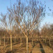 Price of Lagerstroemia Indica Seedlings, Price of Crape Myrtle Seedlings thumbnail-4
