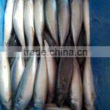 Chilled Pacific Mackerel Whole Round Size 200-300g thumbnail-5
