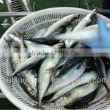 Fish Canned Mackerel Fish 200-300g