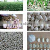 Garlic Type and Liliaceous Vegetabless Product Type Natural Garlic Fresh Garlic thumbnail-4