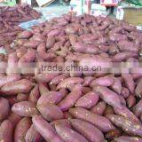FRESH SWEET POTATO thumbnail-6