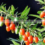 Fresh/dried Goji Berry/organic Gojiberry