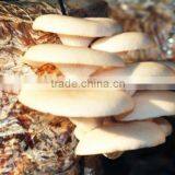 Dry Oyster Mushrooms (Pleurotus Ostreatus) thumbnail-2