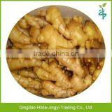 Chinese Fresh Ginger Wholesale Ginger Price