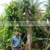 Lagerstroemia Indica L. thumbnail-2