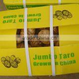 Fresh Taro thumbnail-6