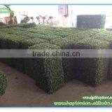 Indoor Artificial Plastic Boxwood Hedge for Decoration thumbnail-3