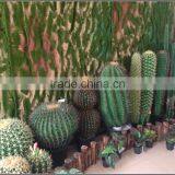 High Quality Export Artificial Cactus Ball Fake Cactus Plant thumbnail-3