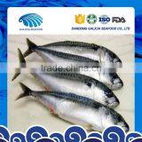 Fresh Frozen Mackerel Fish With Whole Round thumbnail-1