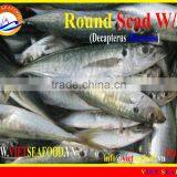 FROZEN ROUND SCAD WHOLE ROUND thumbnail-6