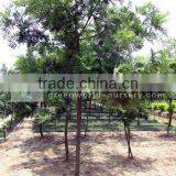 Grevillea Robusta D6cm Trees thumbnail-1