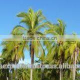 Dry and Semi Husked Coconut thumbnail-6