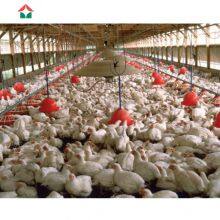 Chicken Farm Building House Shed thumbnail-4