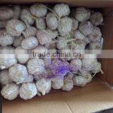 2016 Garlic 4.5cm-6.5cm Garlic Price Garlic Supplier thumbnail-1