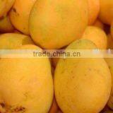 Fresh Pakiatani Mango thumbnail-3