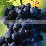 Top Quality Pure Nature Red Wine Extract Powder thumbnail-5