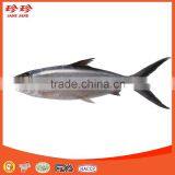 Frozen Milkfish Fillet thumbnail-1