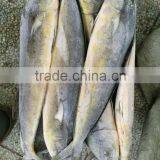 Frozen Whole Mahi Mahi Fish for Market 1kg up thumbnail-2