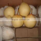 New Crop ya Pear of China Fruit With Best Quality