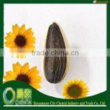 Supply All Different Of Types The Largest Sunflower Seeds thumbnail-1