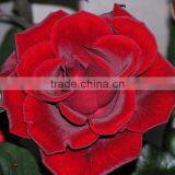 Supply Fresh Cut Flower Rose From Flower Base in Kingming thumbnail-1