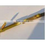 SUCA 2014 Function Omega Grafting Tool With Three Blades/gardon Hand Tool thumbnail-2