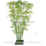 SJ217007 Wholesale Bamboo Plants Lucky for Sale