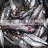 Frozen &cheap Sardine Fish 8-10 Ppk for the Canning Wholesale Frozen Seafood thumbnail-2