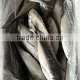 Whole Fish Frozen Jack Mackerel thumbnail-2