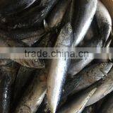 Sea Frozen Fresh Good Price Bonito Skipjack Tuna thumbnail-3