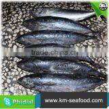 Hot Selling Without Faure Marin Bonito Exporting thumbnail-2