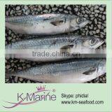 China East Ocean Frozen Scomber Japonicus Fish Lot Number#kmw4048 thumbnail-1